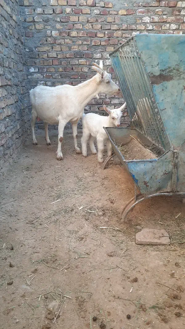 بز سانن|حیوانات مزرعه|قائن, |دیوار