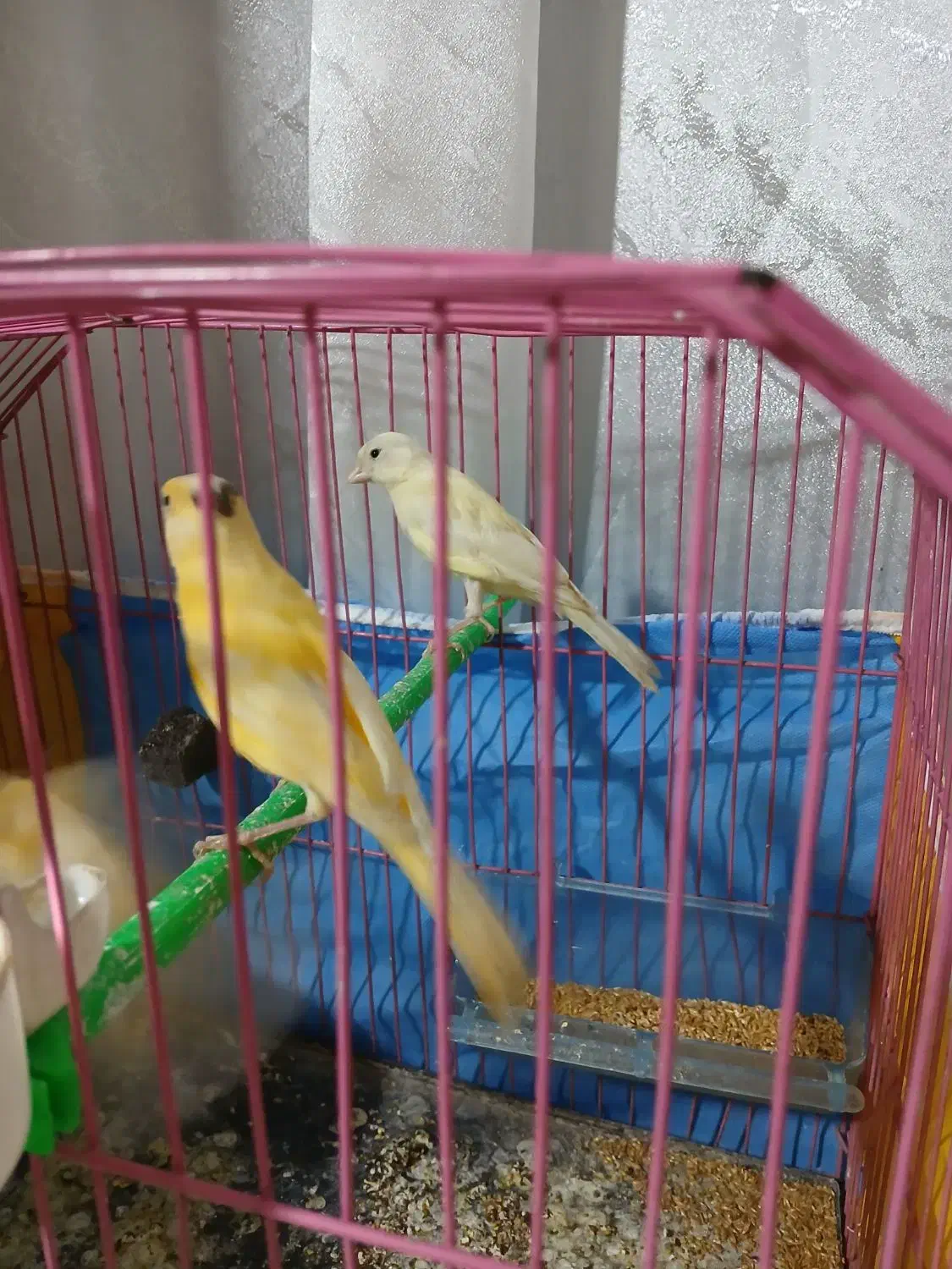 قناری پرتغالی حاضر اماده جفت|پرنده|سیب و سوران, |دیوار