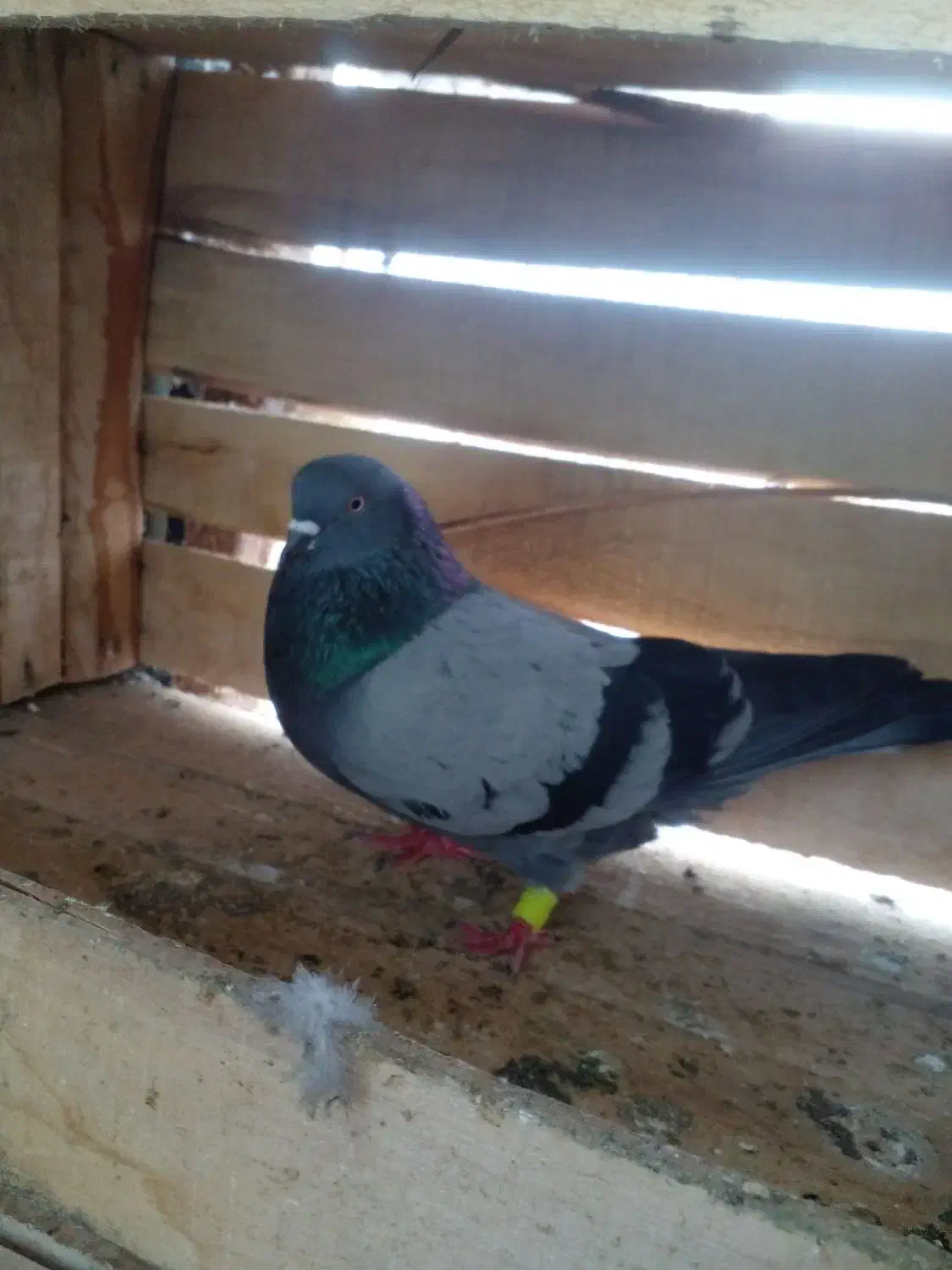 خرید فروش کبوتر و۰۰۰|پرنده|آستانه اشرفیه, |دیوار