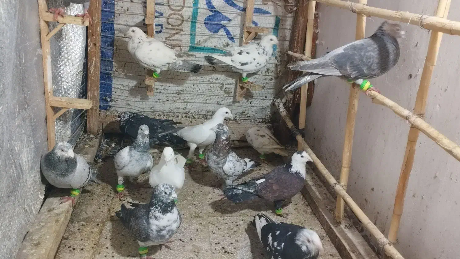 کبوتر|پرنده|زبرخان, |دیوار