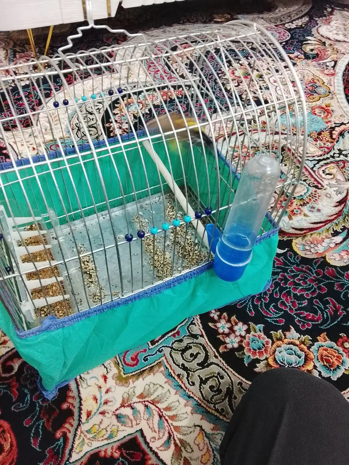 سهره نر|پرنده|قروه, |دیوار