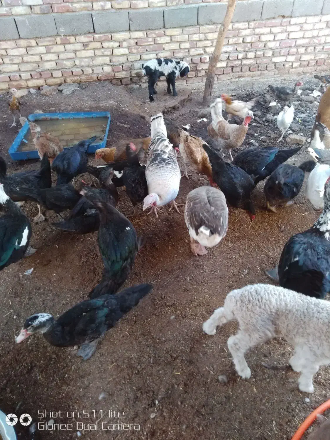 تعدادی مرغ و غاز ، اردک خارجی و بوقلمون|حیوانات مزرعه|کرباسک, |دیوار