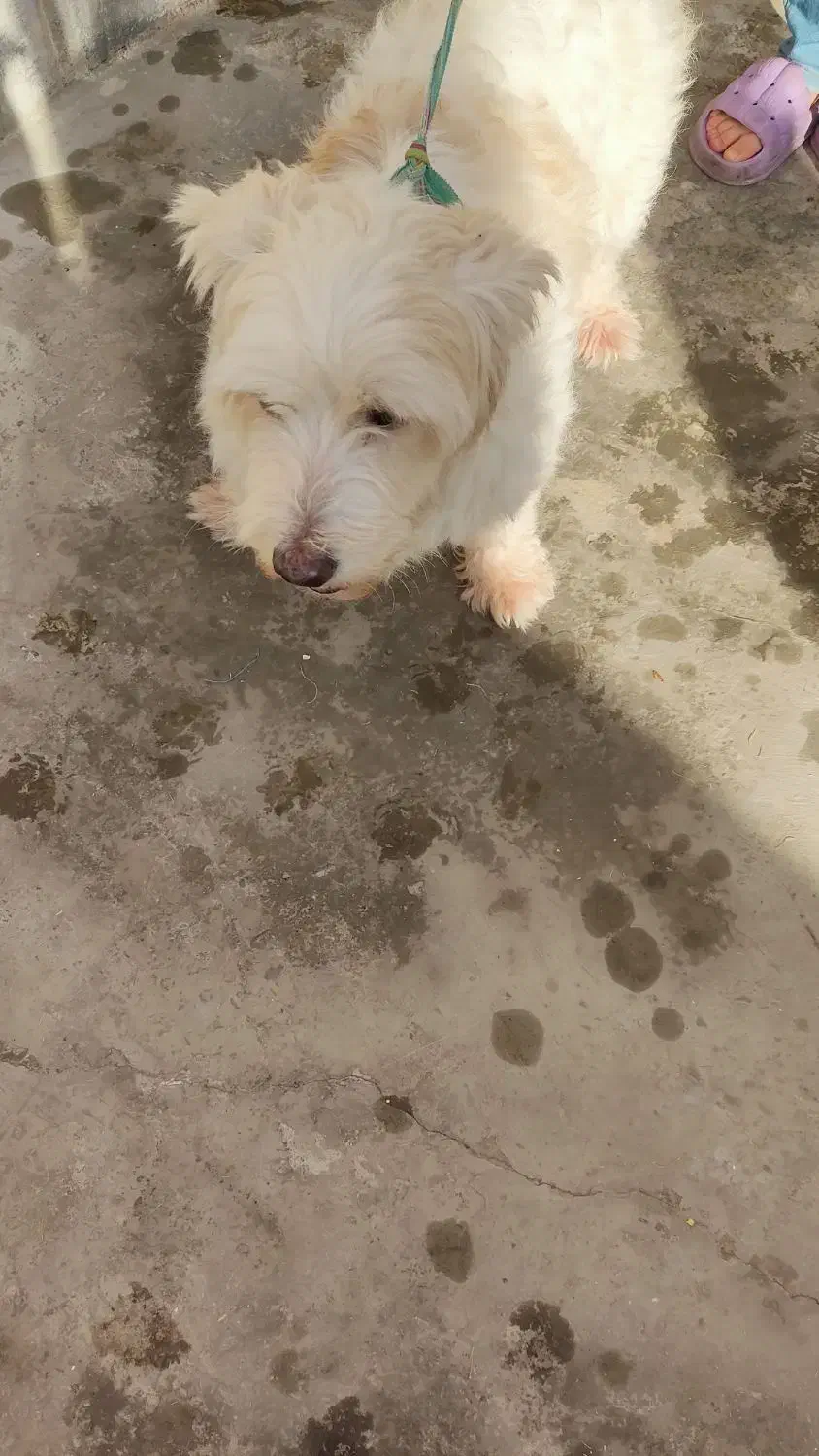 سگ شیتزو|سگ|آزادشهر, |دیوار