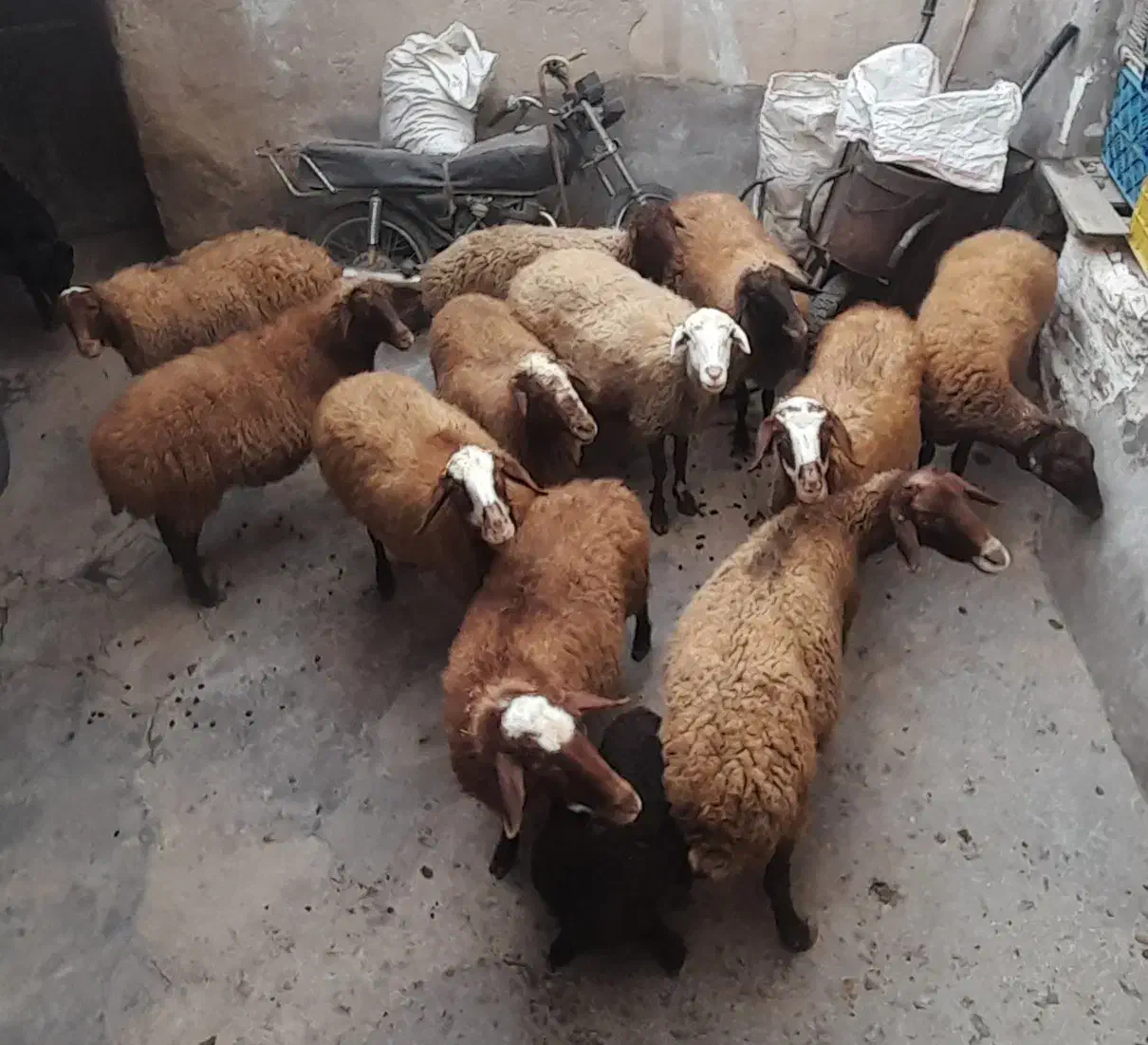 سلام|حیوانات مزرعه|اسدآباد, |دیوار