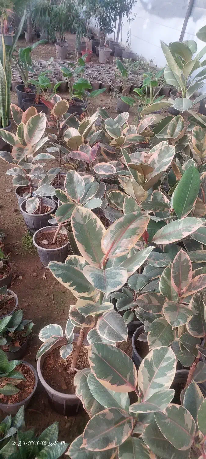 گلهای آپارتمان|گل و گیاه طبیعی|پاکدشت, پاکدشت (مامازند)|دیوار