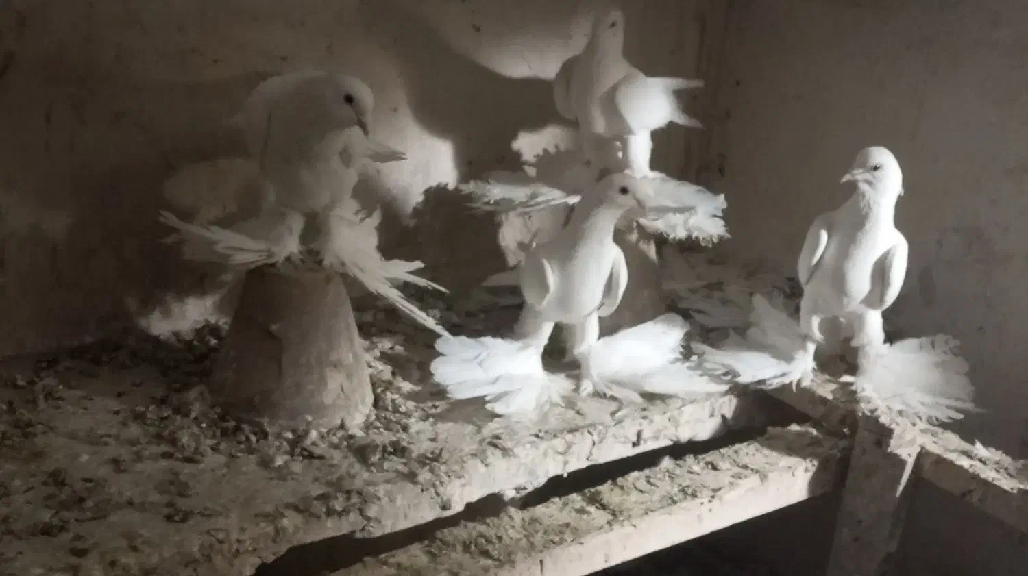 پرنده|پرنده|تبریز, |دیوار