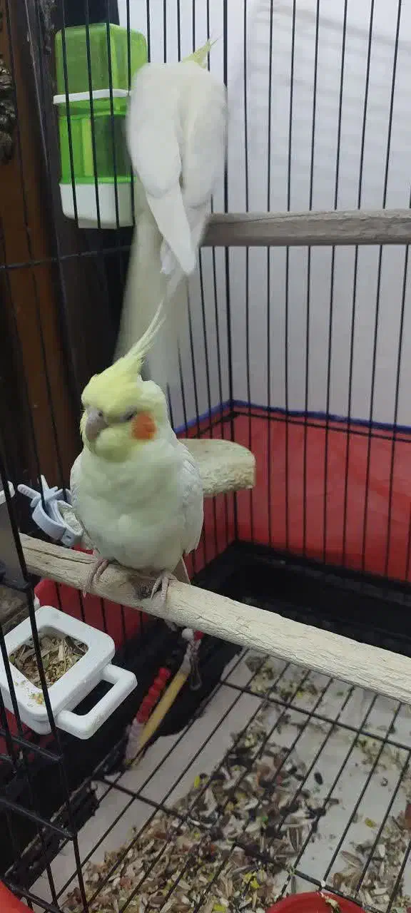 فوری فوری        عروس نر و ماده|پرنده|قم, کاسه گران|دیوار