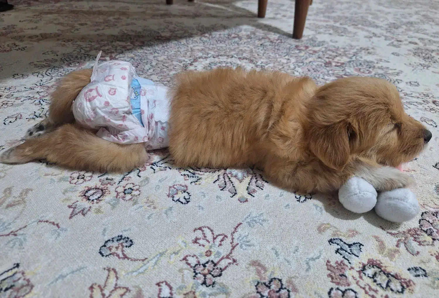 پودل کراس ۲ماهه|سگ|کرج, عظیمیه|دیوار