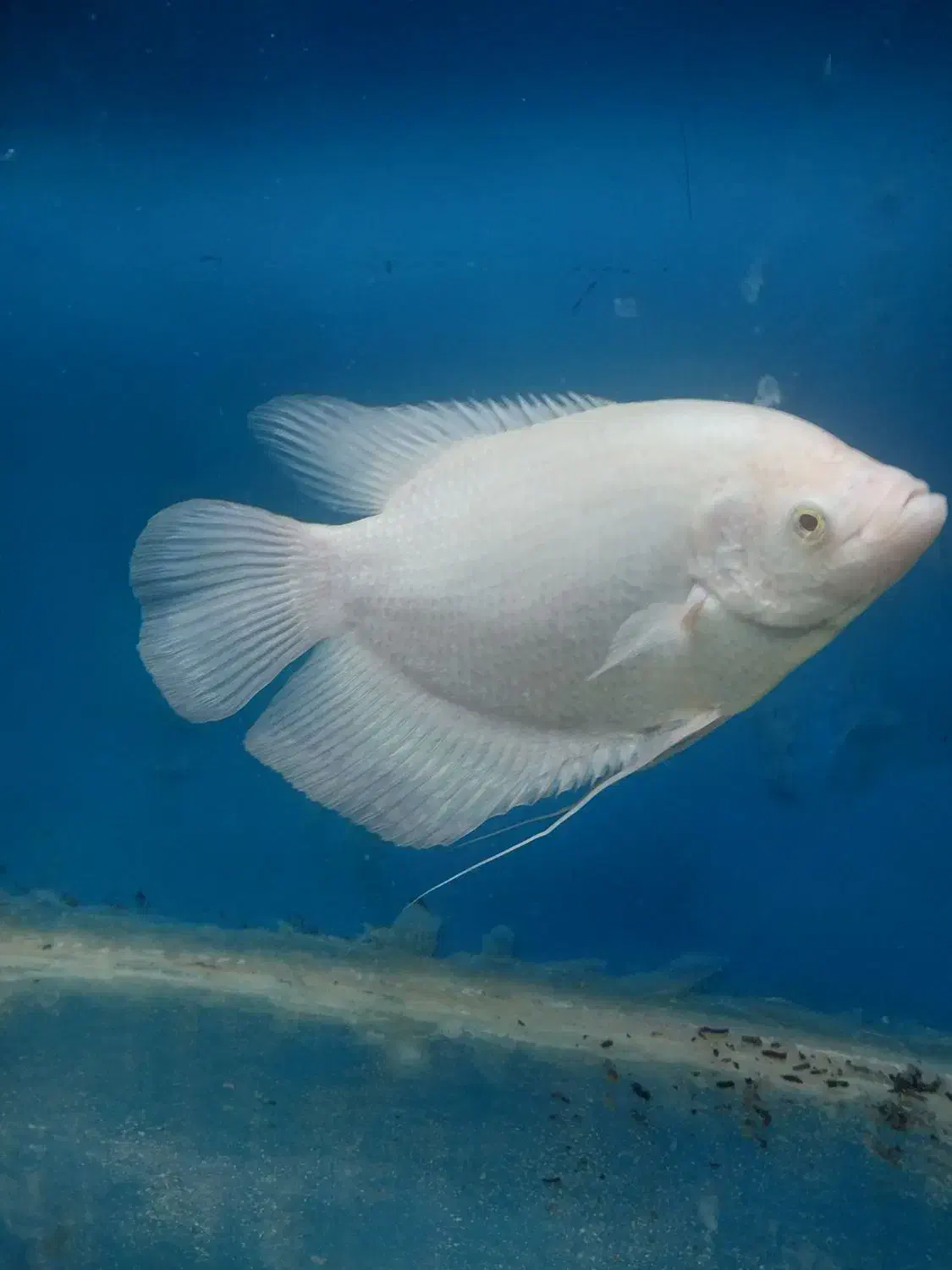 گرامی اسفرانوس آلبینو|ماهی|ارومیه, |دیوار