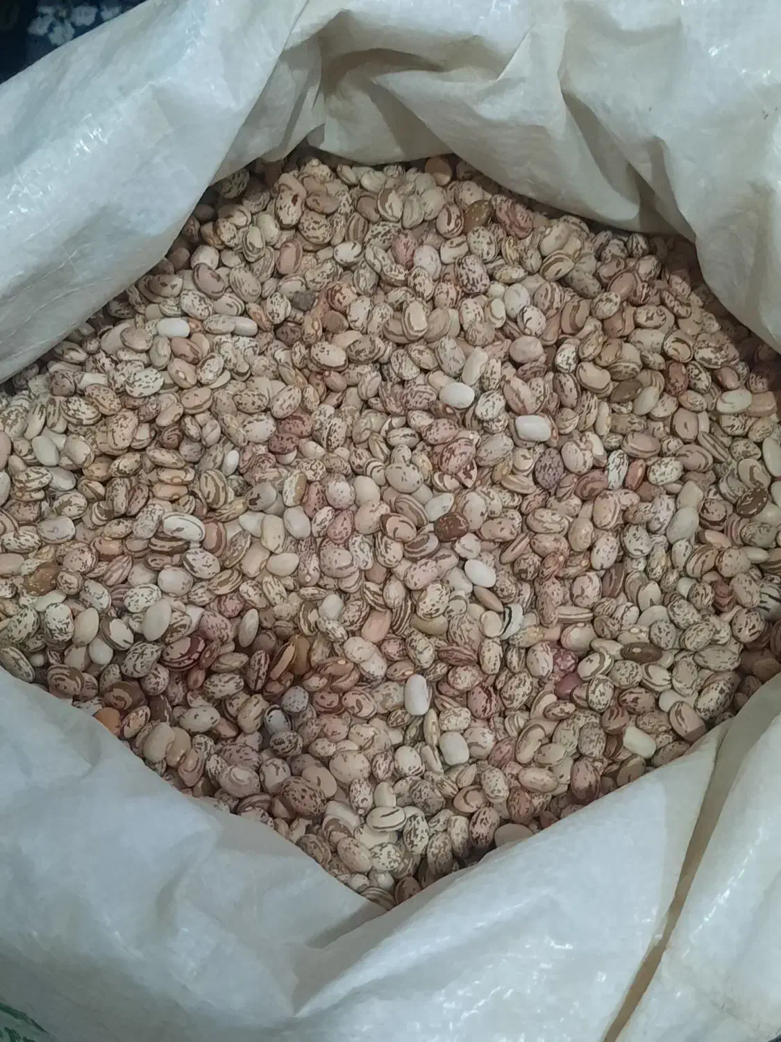 لوبیا چیتی|خوردنی و آشامیدنی|حسین آباد, |دیوار