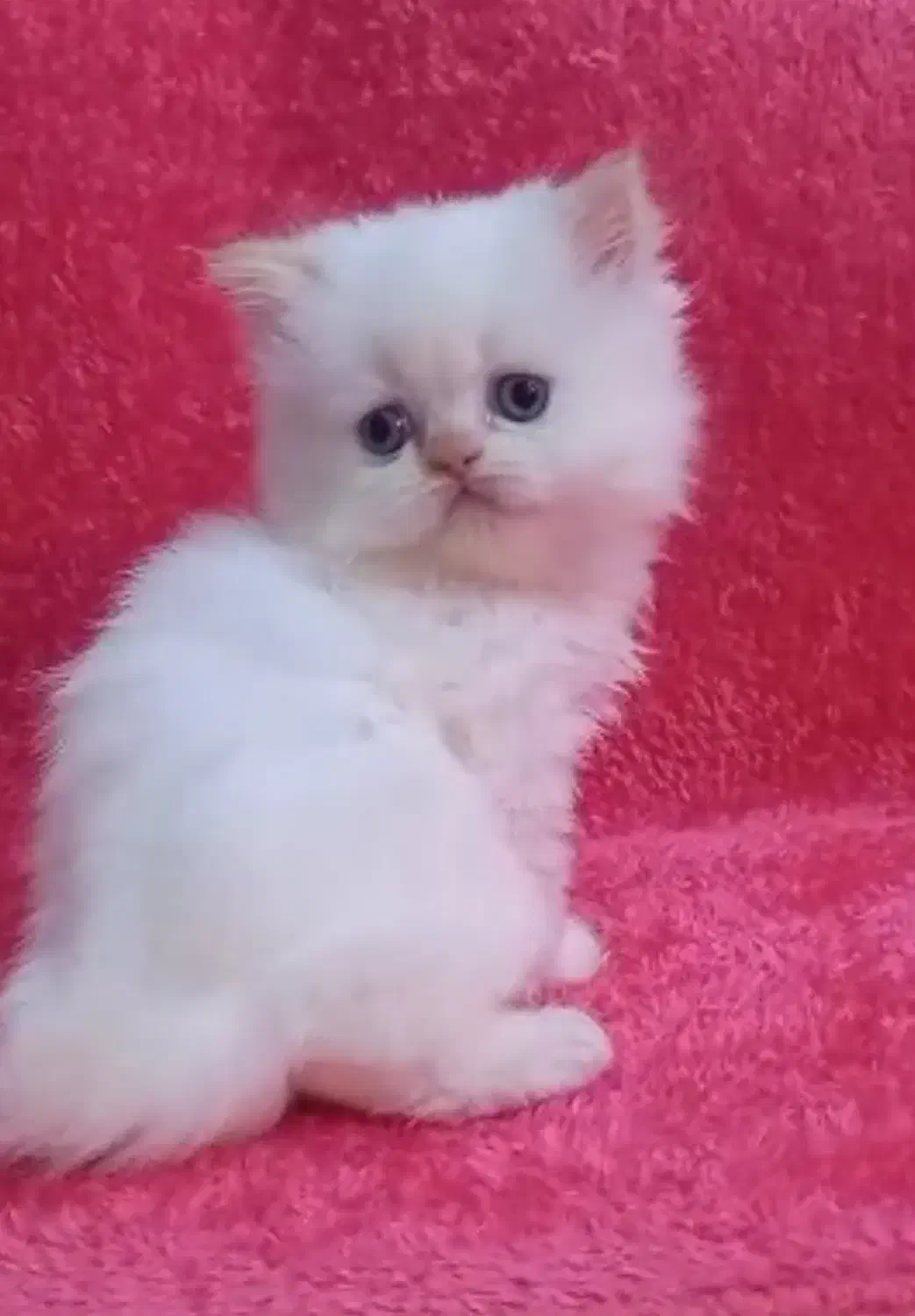 پرشین کت سفید چشم آبی|گربه|رشت, گلسار|دیوار