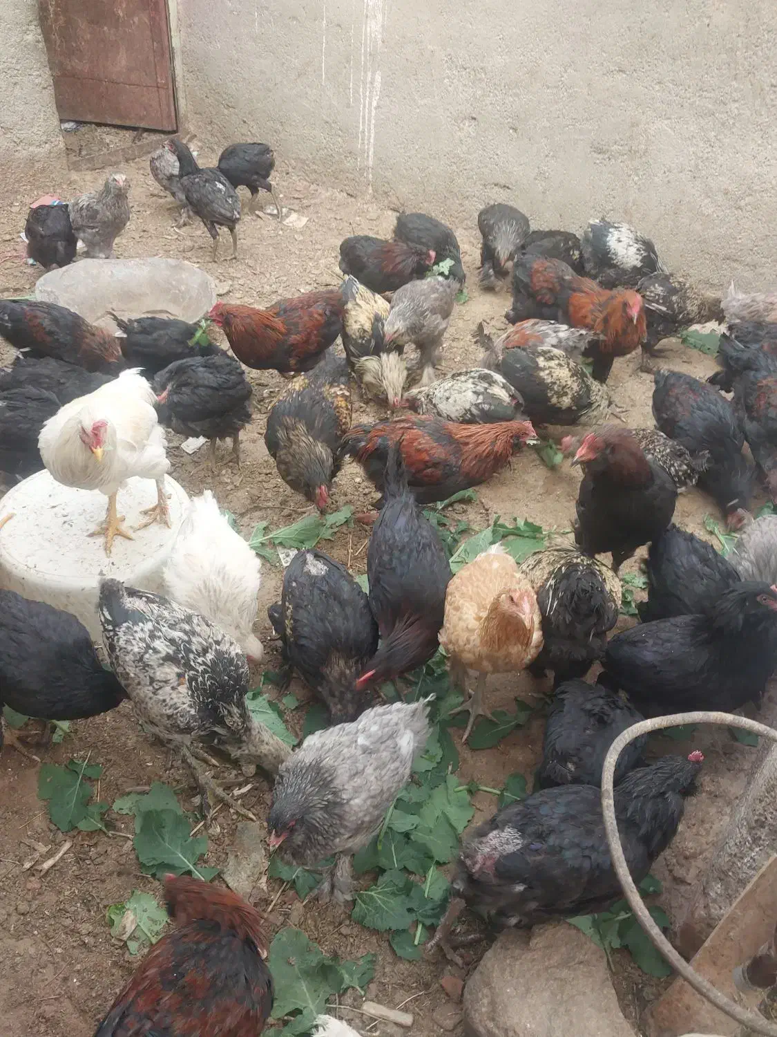 نیمچه مرغ و خروس لاری و برهما و مرندی درجه یک|حیوانات مزرعه|طاغنکوه, |دیوار