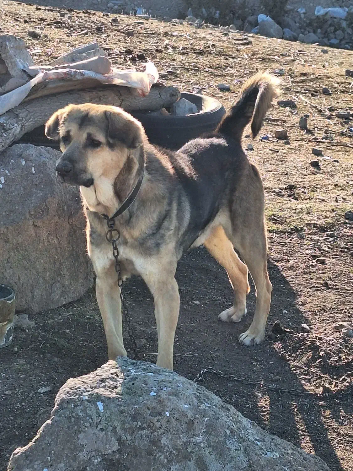 سگ عراقی|سگ|مشگین شهر, |دیوار