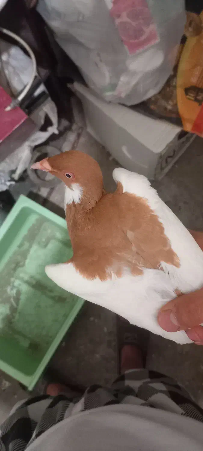 یهودی ماده ریش. شتری|پرنده|گرگان, |دیوار