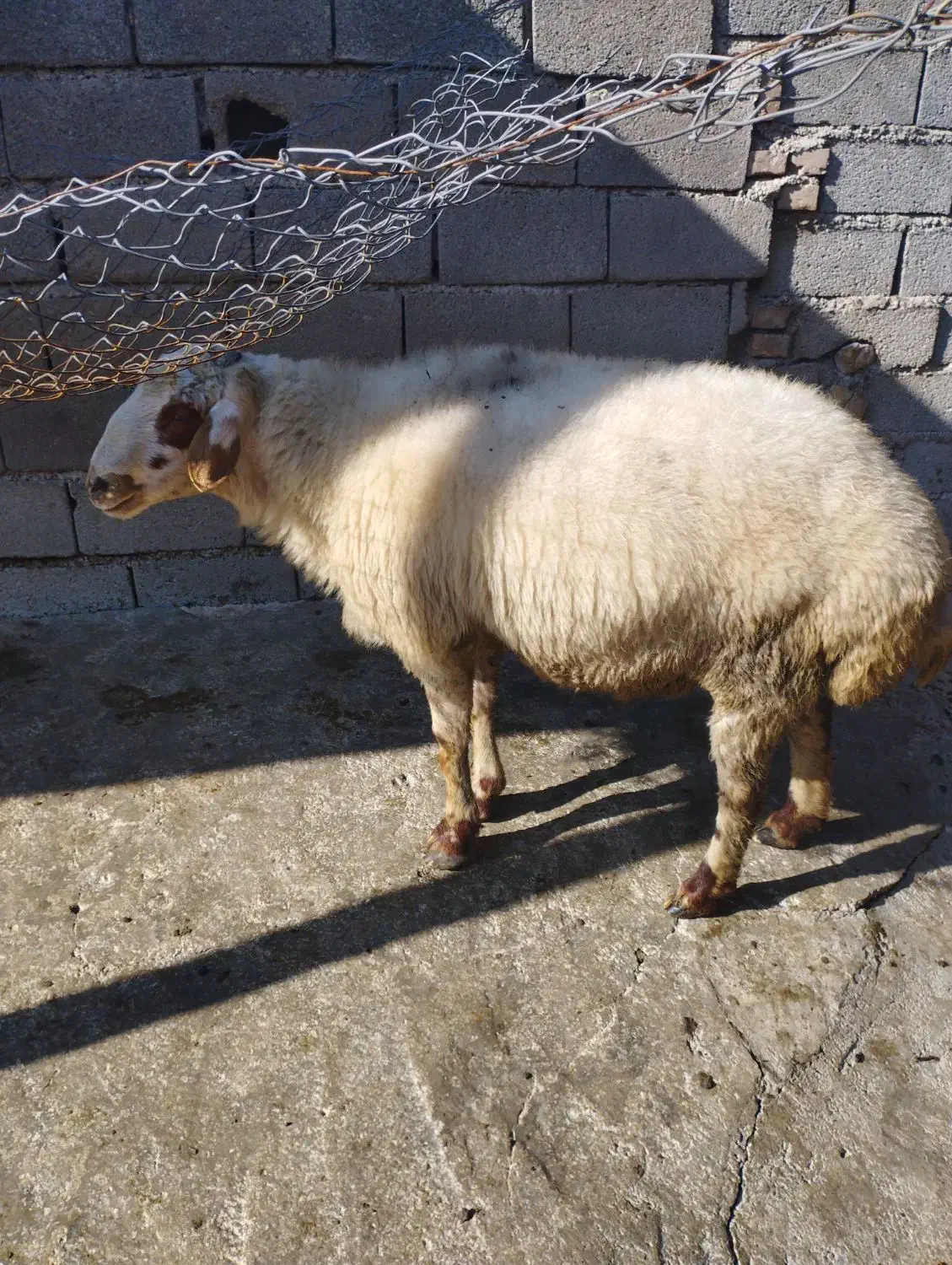 گوسفند تخمی|حیوانات مزرعه|سورک, |دیوار