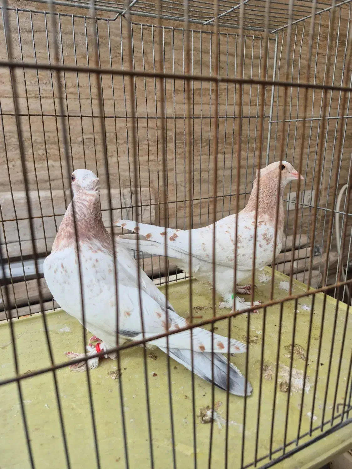 کفتر گمشده|حیوانات|شیراز, دارالرحمه|دیوار