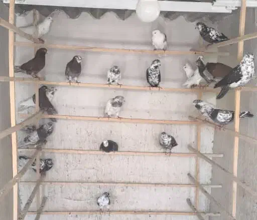 کبوتر پرشی|پرنده|آران و بیدگل, |دیوار