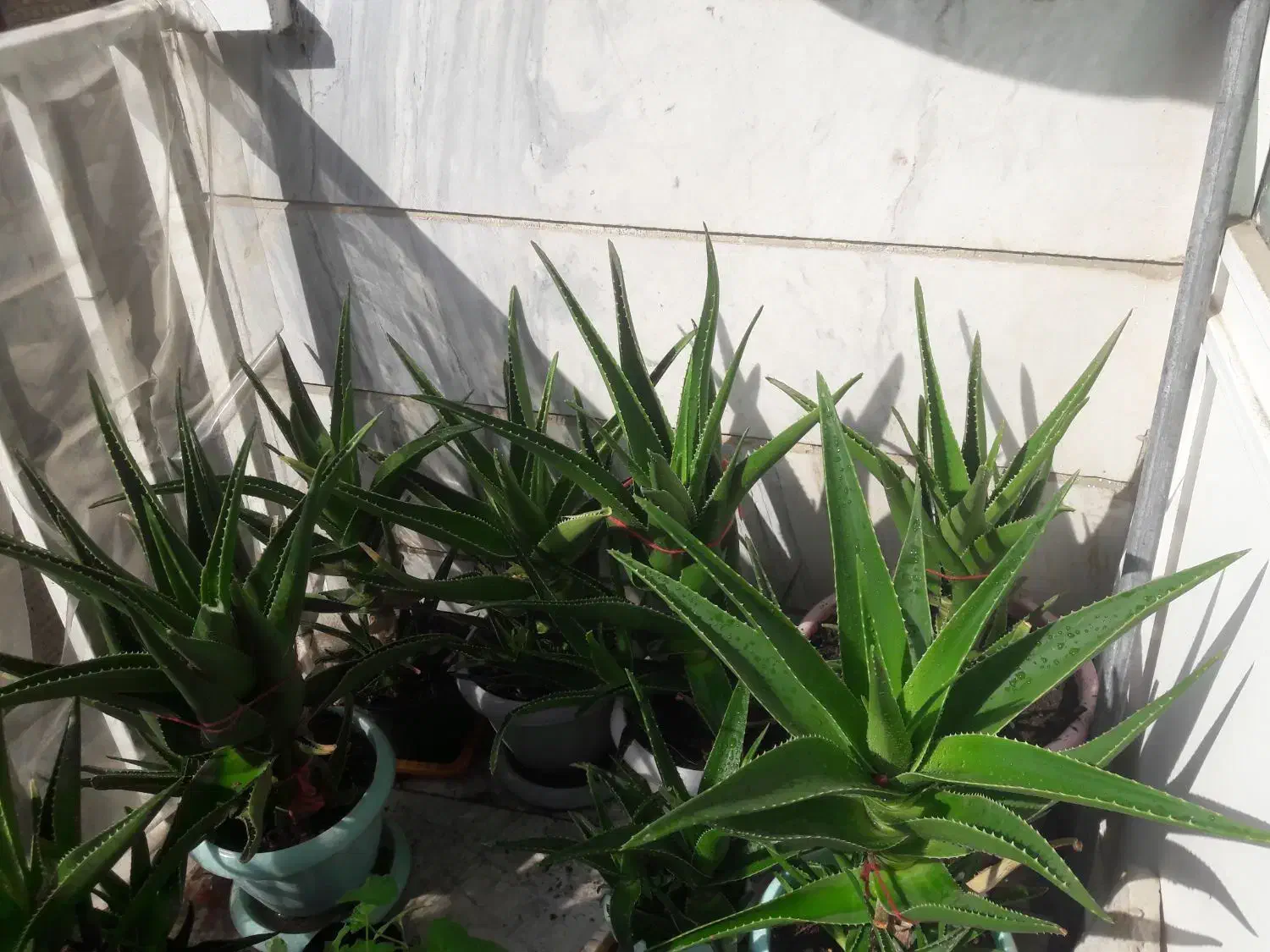 آلوئورا شاخ بری|گل و گیاه طبیعی|تهران, افسریه جنوبی|دیوار