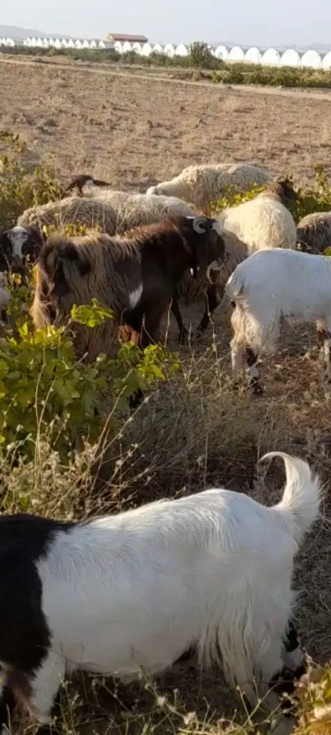 بزیک ساله|حیوانات مزرعه|گلپایگان, |دیوار