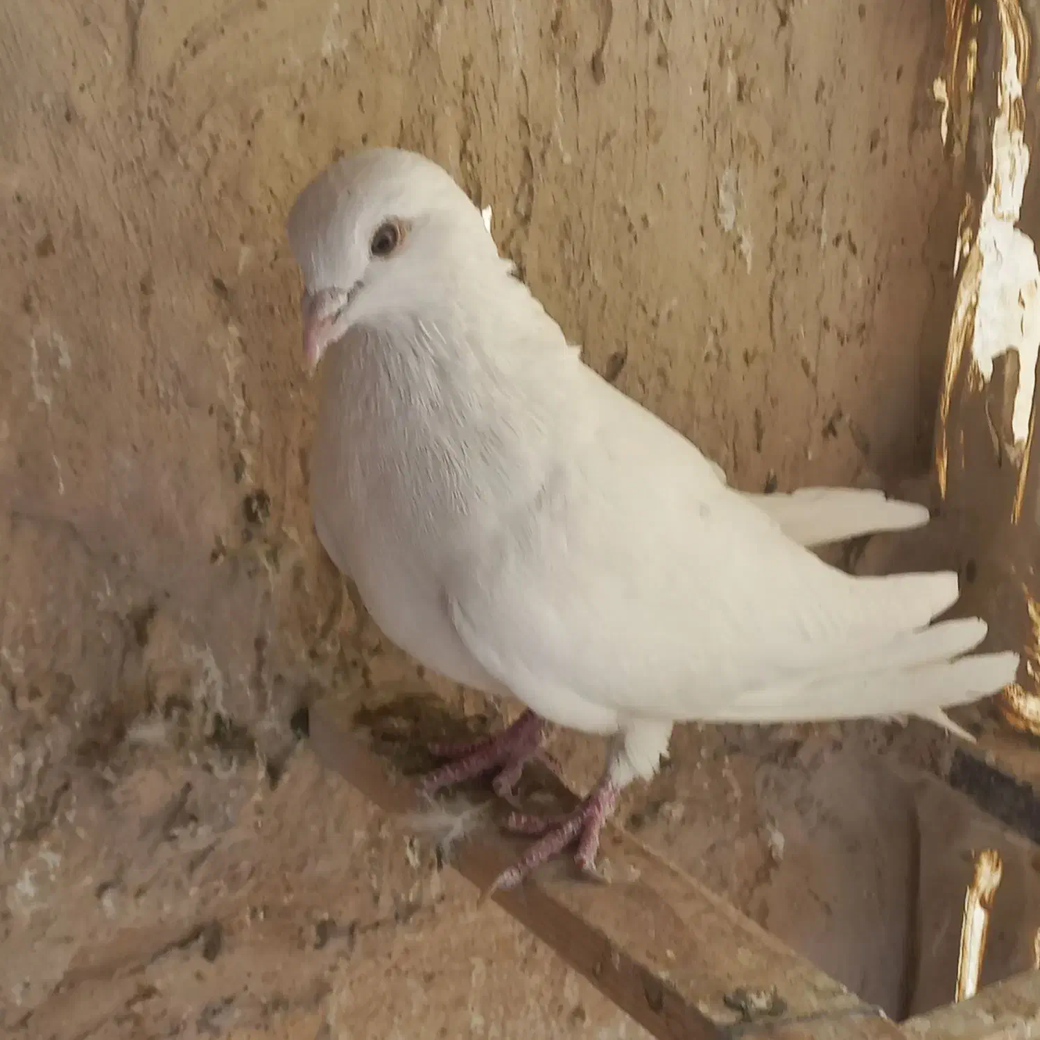 کبوتر|پرنده|تهران, افسریه شمالی|دیوار