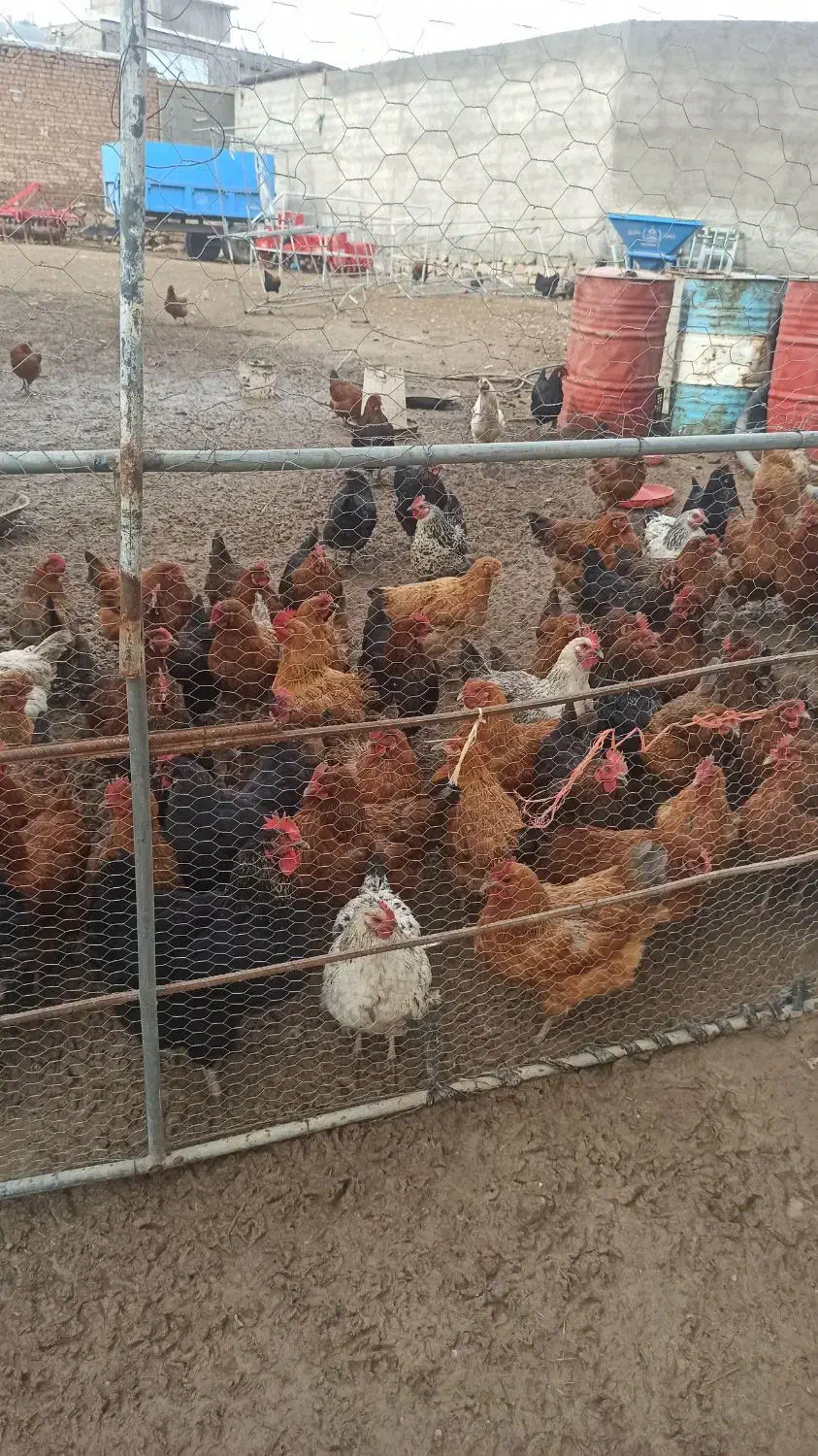 مرغ تخمگذار|حیوانات مزرعه|شاهنجرین, |دیوار