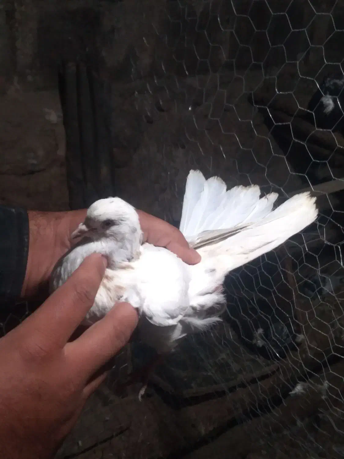 کفتر خوب درجه یک ۶عددیک میلیون|پرنده|مشگین شهر, |دیوار