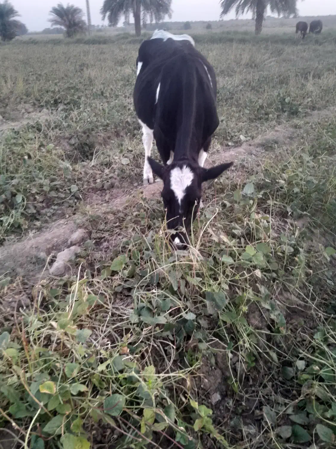 گاو المانی گوسفند گاومیش بز|حیوانات مزرعه|کرخه, |دیوار