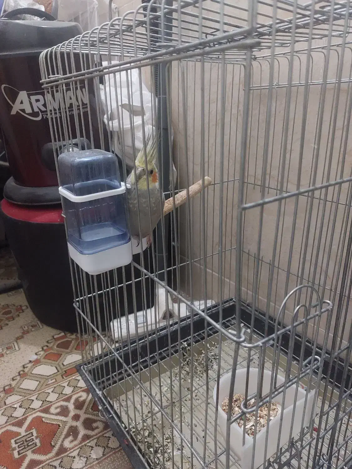 سه عددعروس|پرنده|قم, شهرک سازمان آب|دیوار