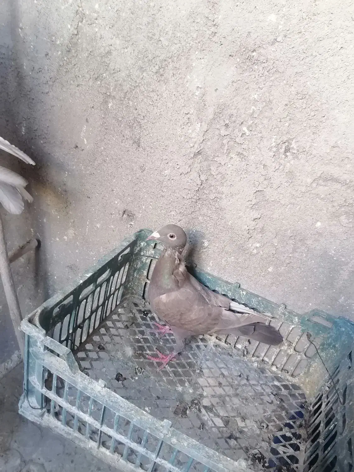 سه عدد کبوتر نامور اس|پرنده|کنگاور, |دیوار