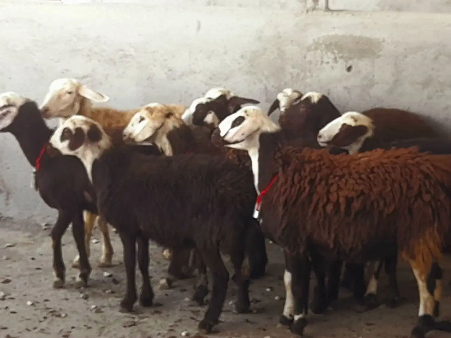 بره ماده عتیقه|حیوانات مزرعه|بروجرد, |دیوار