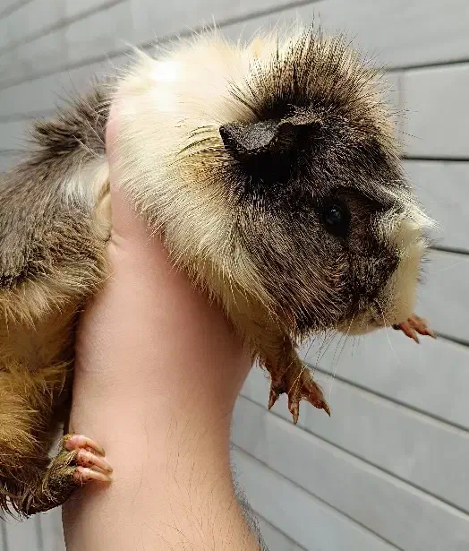 خوکچه هندی|موش و خرگوش|مشهد, حسین‌آباد|دیوار