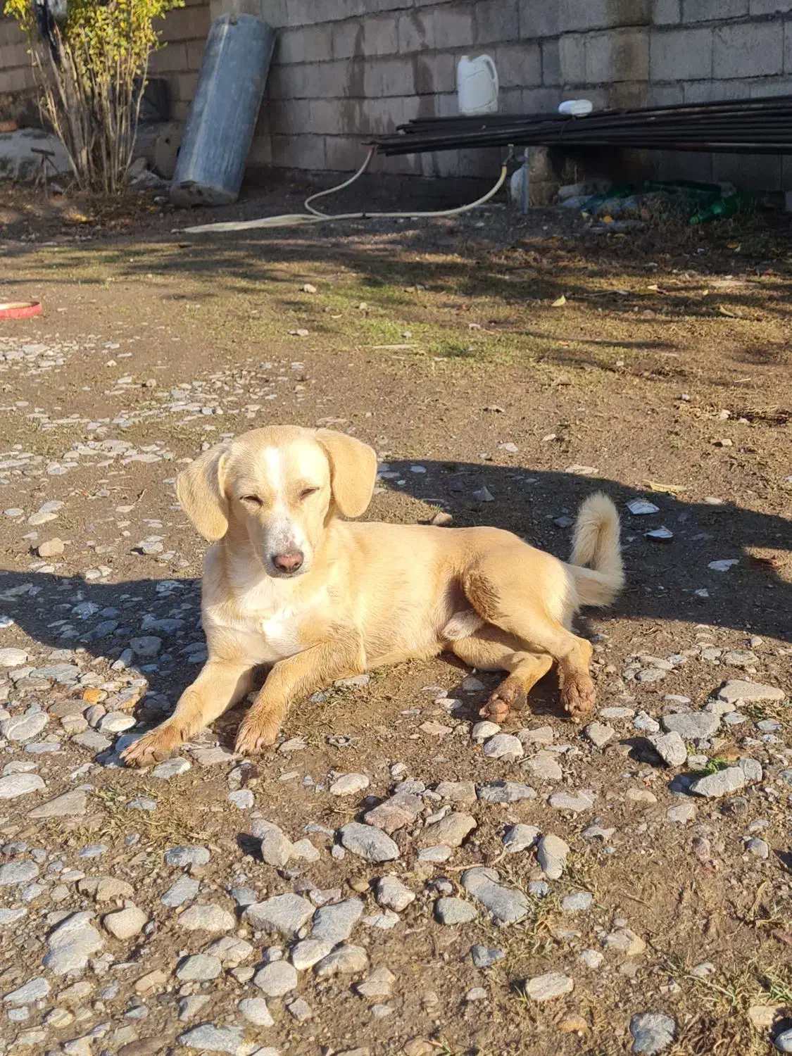 واگذاری پاکوتاه نر ۸ ماهه|سگ|آق قلا, |دیوار