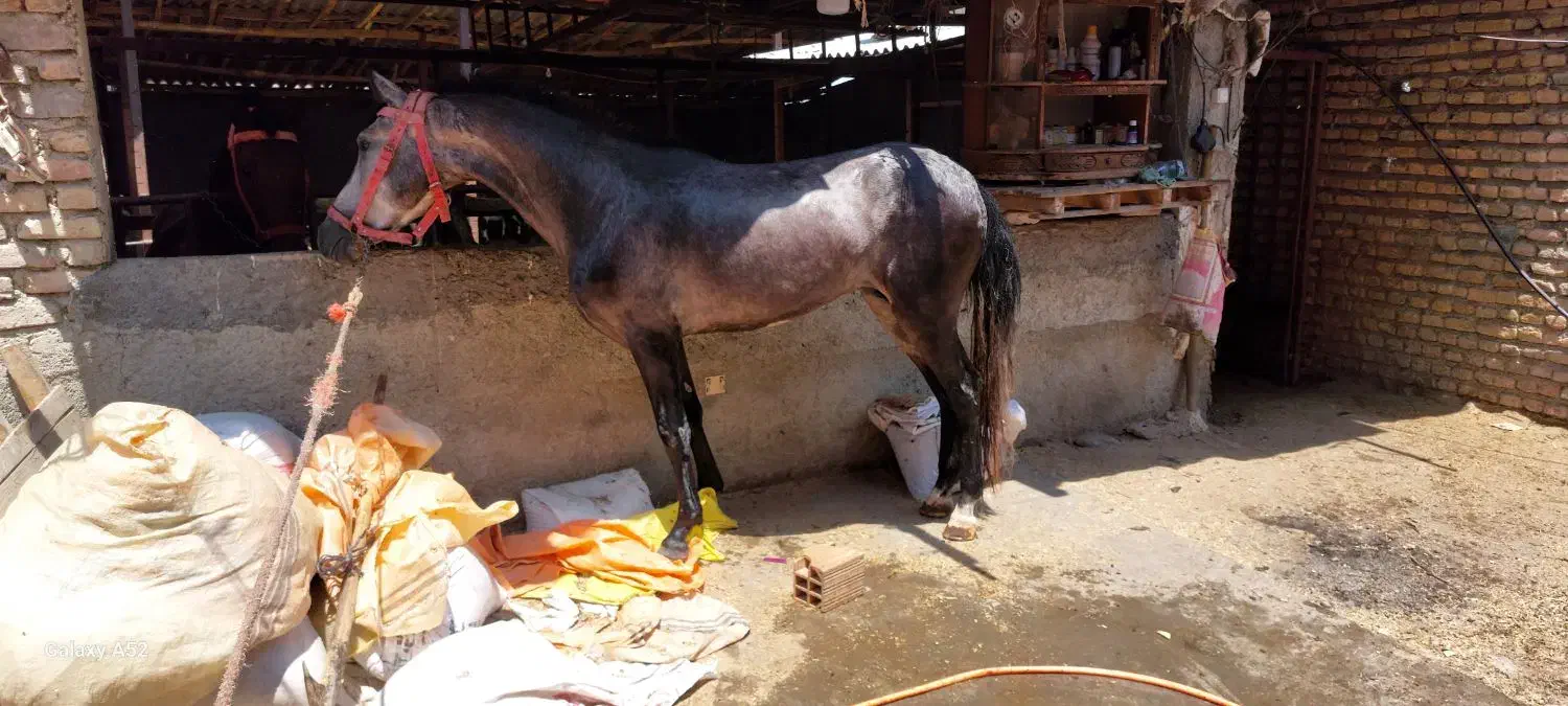 دو عدد اسب کاری|اسب و تجهیزات اسب‌سواری|کردکوی, |دیوار