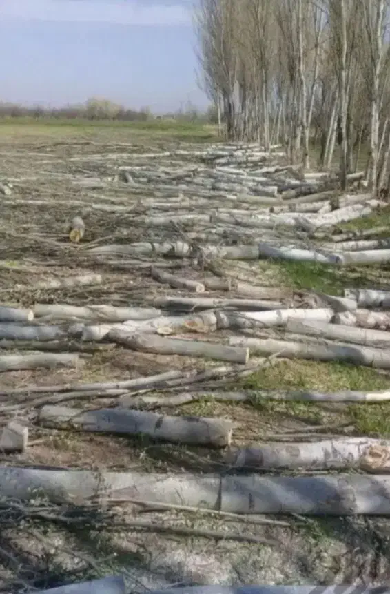 خرید انواع چوب تر و خشک میلانی|خدمات باغبانی و درختکاری|چالدران, |دیوار