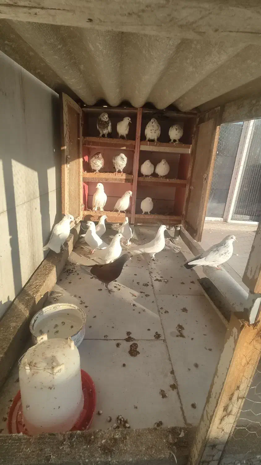 کبوتر|پرنده|شیرگاه, |دیوار