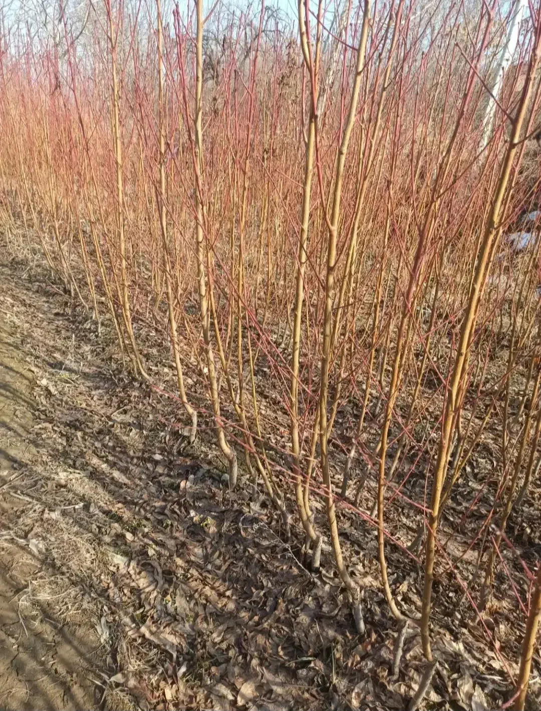 نهال انگور،مویز،گردو،گیلاس|خدمات باغبانی و درختکاری|تبریز, |دیوار