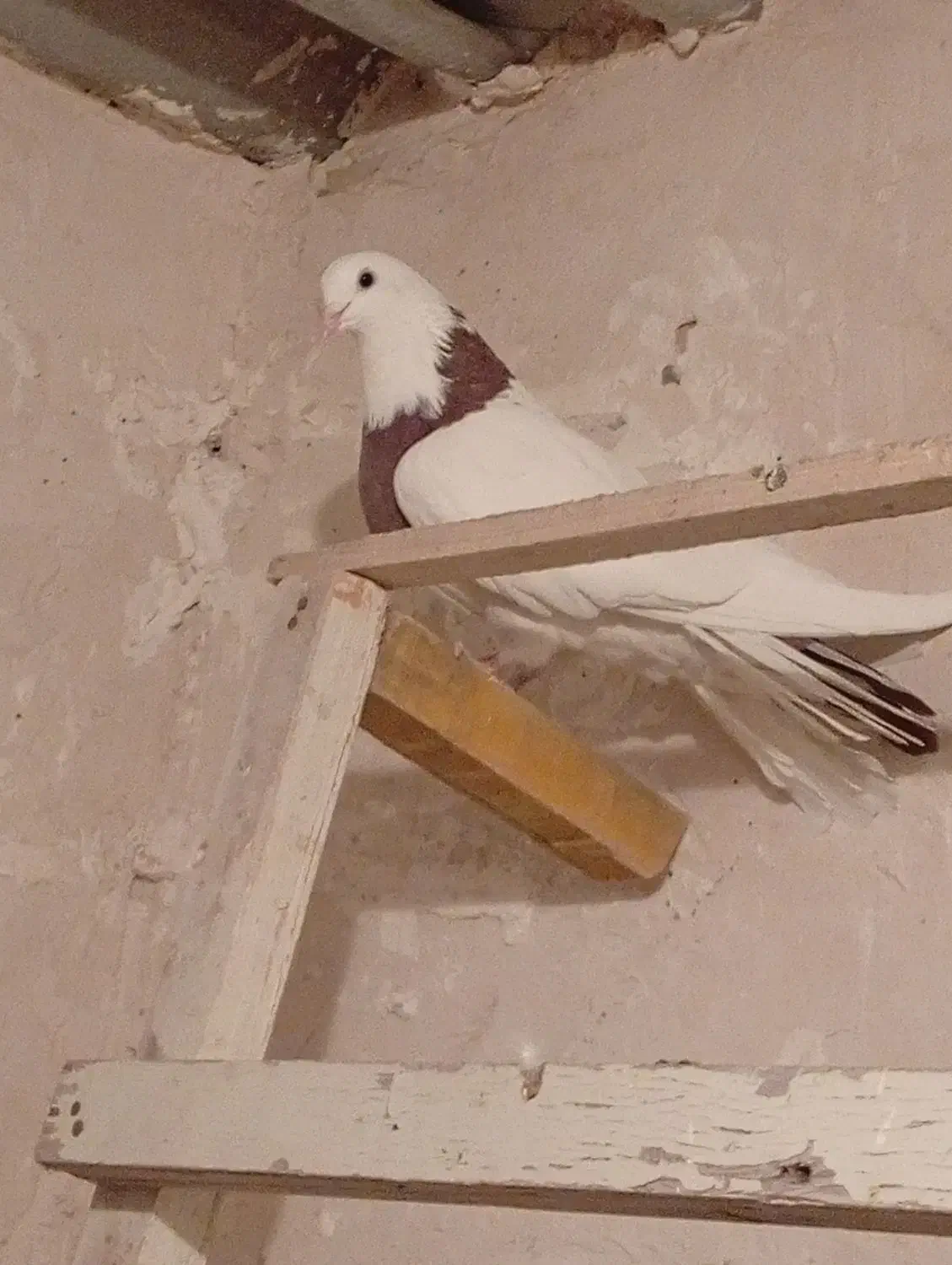 ۱۰ عدد کبوتر طوقی و نامور پراندنی|پرنده|همدان, |دیوار