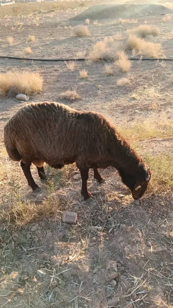 بره چاق|حیوانات مزرعه|شیراز, محراب|دیوار
