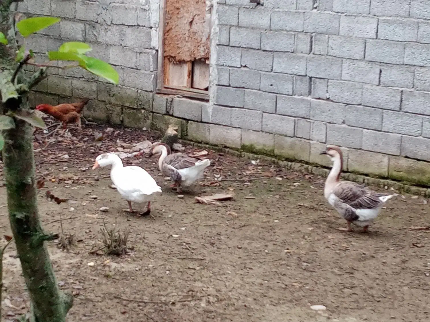 قوغاز|حیوانات مزرعه|آستانه اشرفیه, |دیوار