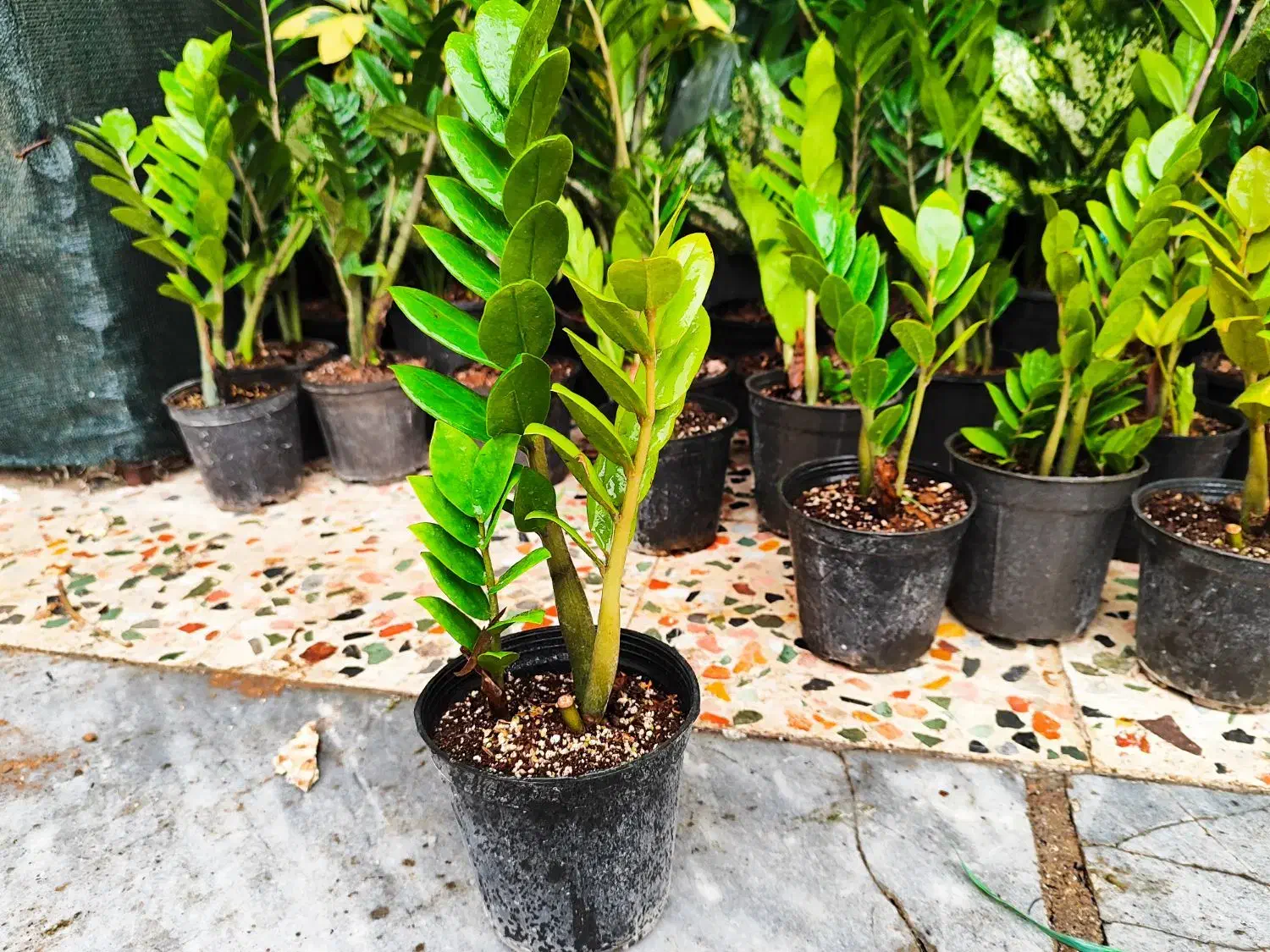 زاموفیلیا|گل و گیاه طبیعی|اهواز, فدک|دیوار