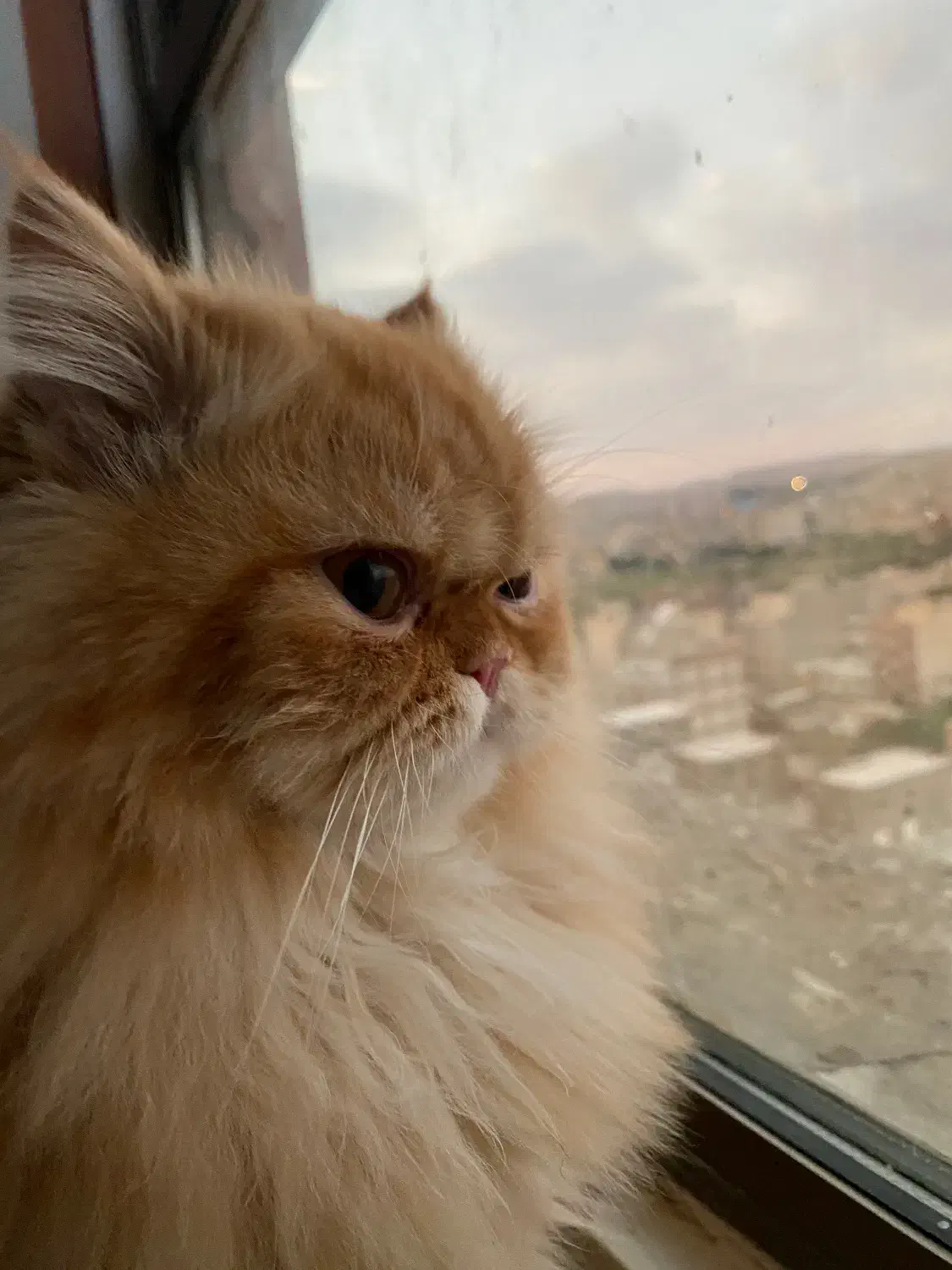 گربه پرشین گارفیلدی|گربه|تبریز, |دیوار