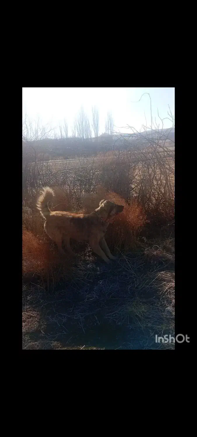 سگ سراب قدیم|سگ|قیدار, |دیوار