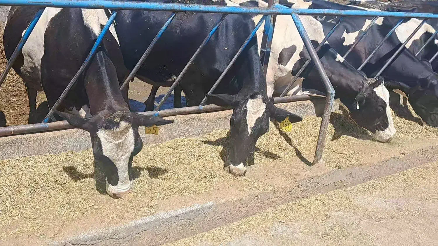 کارگر دامداری گاو شیری|استخدام سرایداری و نظافت|زبرخان, |دیوار