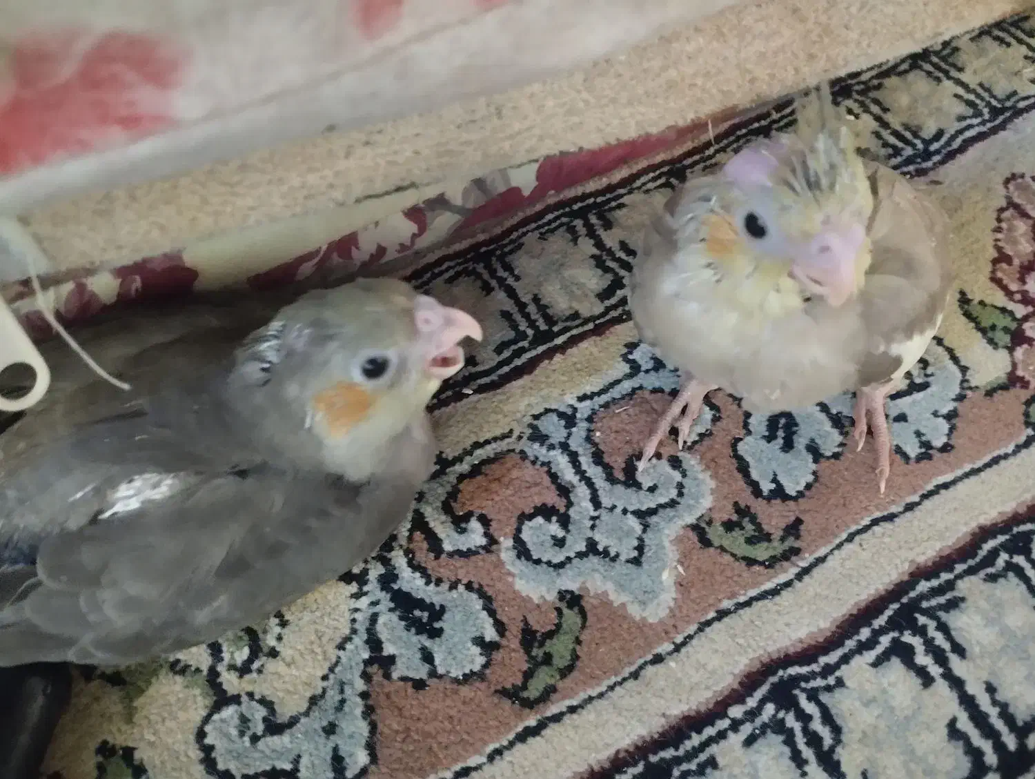 عروس هلندی|پرنده|نشتارود, |دیوار