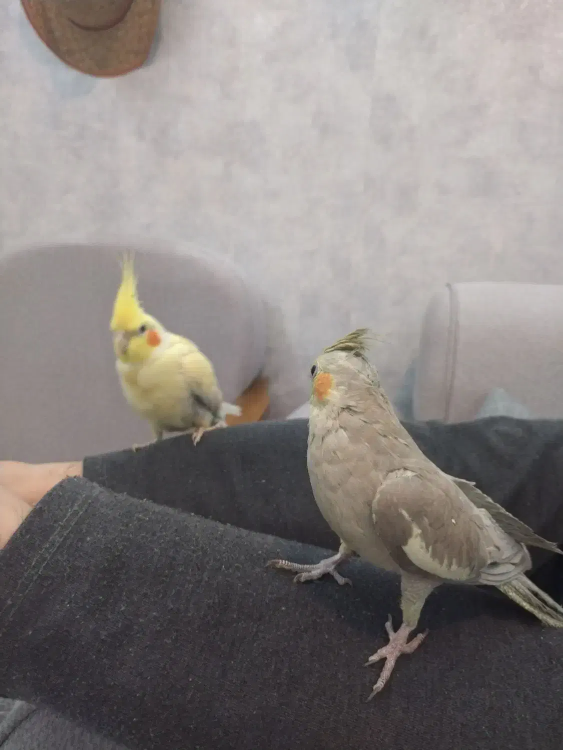 عروس هلندی نر و ماده|پرنده|شهرضا, |دیوار