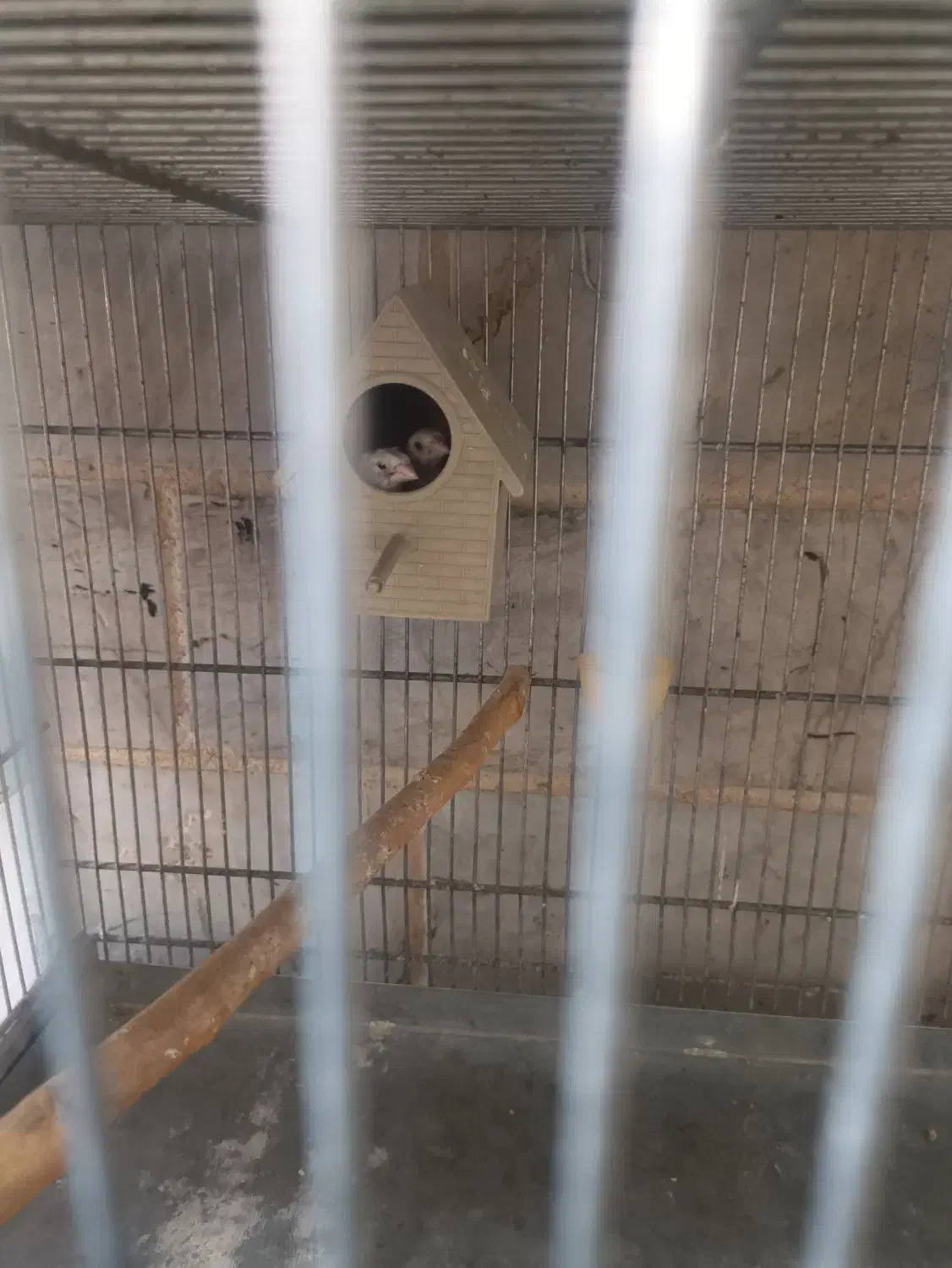 فنچ بنگالی و مرغ عشق هفت عدد فنچ زبرا|پرنده|اسلامشهر, شهرک امام حسین (میان آباد)|دیوار