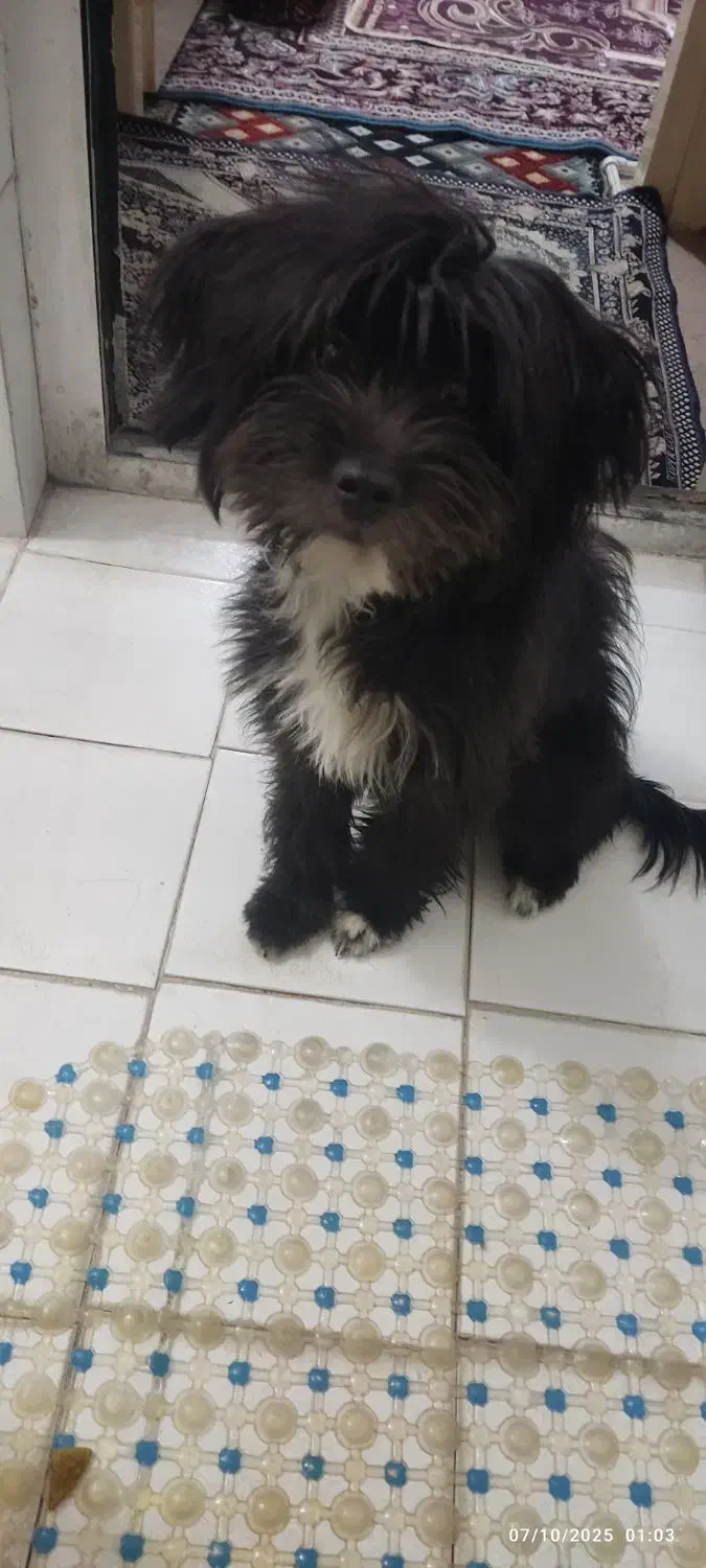 سگ وشاه طوطی|سگ|زاهدان, |دیوار