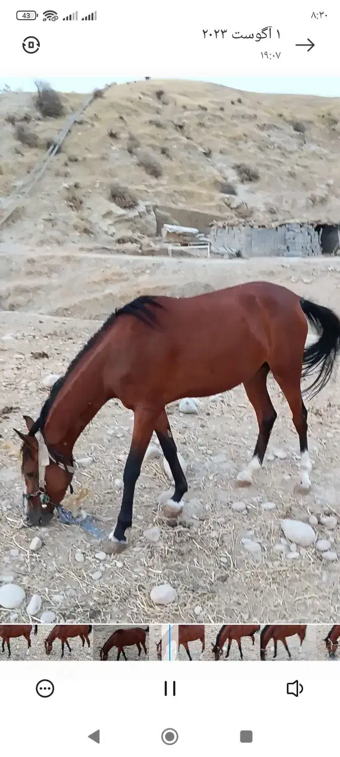 فروش مادیون درشور|اسب و تجهیزات اسب‌سواری|لنده, |دیوار