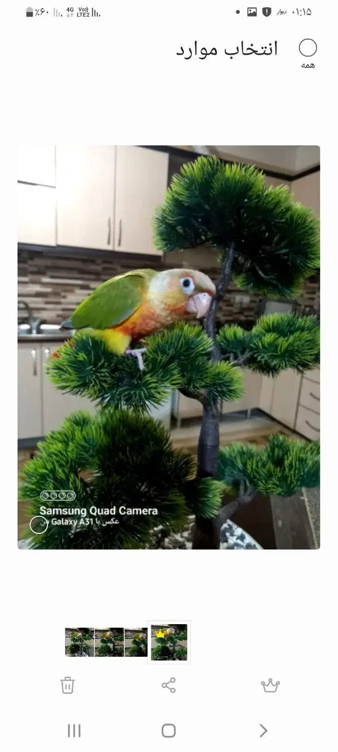 گرینچیک آناناسی دبل رد|پرنده|قم, نخودی|دیوار