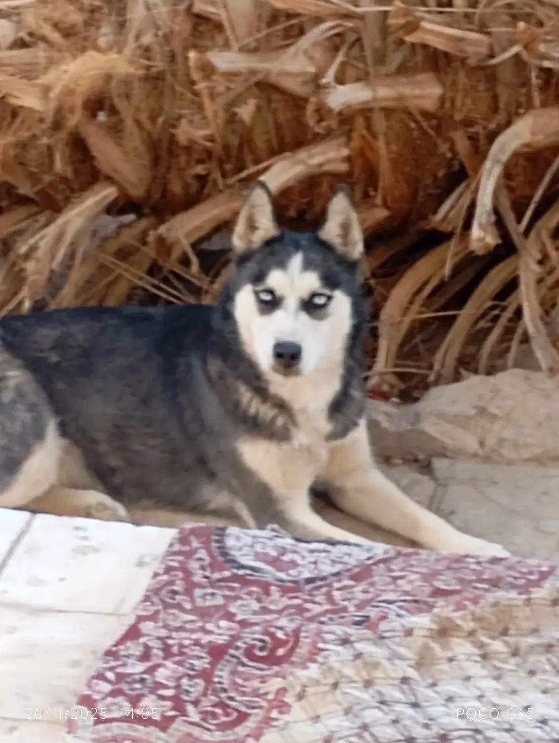 سگ هاسکی|سگ|اردکان, |دیوار